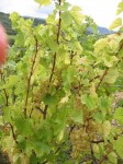 Les Vendanges au Domaine de la Feuillarde