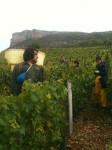 Les Vendanges au Domaine de la Feuillarde