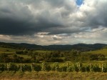 Les Vendanges au Domaine de la Feuillarde