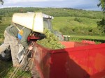 Les Vendanges au Domaine de la Feuillarde