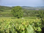 Les Vendanges au Domaine de la Feuillarde