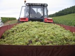 Les Vendanges au Domaine de la Feuillarde