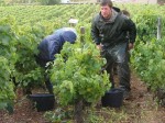 Les Vendanges au Domaine de la Feuillarde