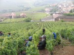 Les Vendanges au Domaine de la Feuillarde