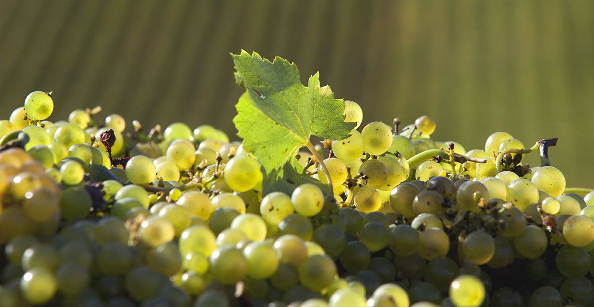 Domaine de la Feuillarde