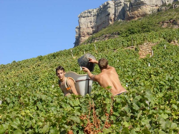 Les vendanges au Domaine de la Feuillarde