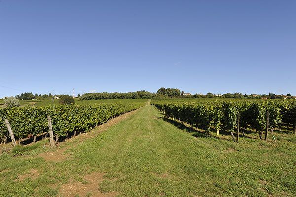 Les Vignes du Domaine de la Feuillarde